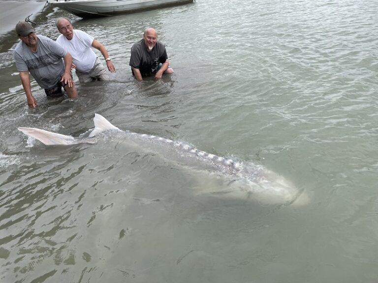 2021-sturgeon-fishing-fraser-river sturgeon fishing, bc sturgeon fishing, fraser river fishing, fraser river sturgeon, fishing guides bc