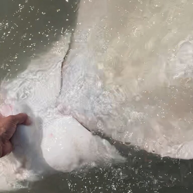 sturgeon, fraser river fishing, bc fishing