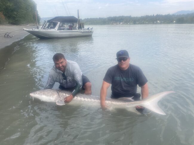 sturgeon, sturgeon guides, fraser river fishing, sturgeon fishing bc