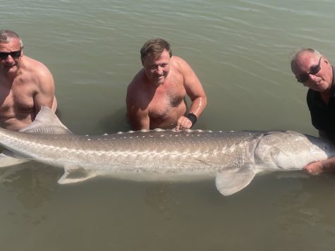 sturgeon, white sturgeon, sturgeon guides, fraser river fishing, sturgeon fishing bc